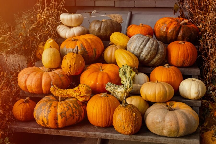 Herbstzeit: Kürbiszeit 